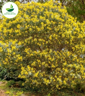 Hoa Mimosa
