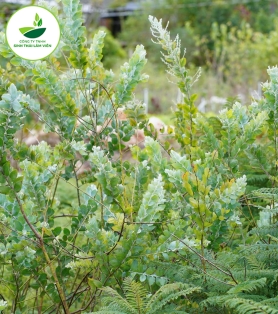 Hoa Mimosa