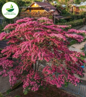 Cây Phượng Hồng