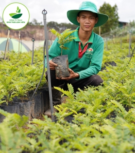 Cây Phượng Hồng